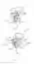 Fig. 09 - Adjustable harness for pet and methods of use
