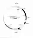 Fig. 02 - Transgenic model for delay-type hypersensitivity (DTH) and use thereof