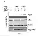 Fig. 11 - Transgenic model for delay-type hypersensitivity (DTH) and use thereof