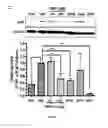 Fig. 15 - Transgenic model for delay-type hypersensitivity (DTH) and use thereof