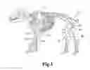 Fig. 02 - System and method for processing slaughtered animals and/or parts thereof