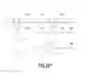 Fig. 40 - System and method for processing slaughtered animals and/or parts thereof