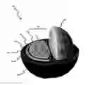 Fig. 01 - COFFEE CHERRY PARTICULATES AND METHODS FOR THEIR PREPARATION