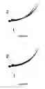 Fig. 02 - CASCADING EYELASHES