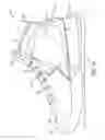 Fig. 19 - Articles of footwear with upper incorporating chamber element