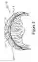 Fig. 03 - Multiple configuration string-like accessory