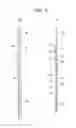 Fig. 06 - BOTTOM FOR BED APPARATUS