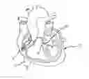 Fig. 01 - Cardiac tissue elasticity sensing