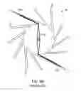 Fig. 13 - Uniform crimping and deployment methods for polymer scaffold