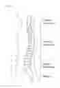 Fig. 02 - SPINE PROTECTIVE AND CORRECTIVE EQUIPMENT