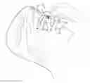 Fig. 01 - Eyedropper with improved stability and method of administering a liquid onto the surface of an eye