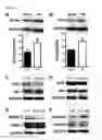 Fig. 07 - METHODS FOR REDUCING ACUTE AXONAL INJURY