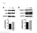 Fig. 09 - METHODS FOR REDUCING ACUTE AXONAL INJURY