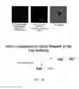 Fig. 66 - NANOPARTICLE FABRICATION METHODS, SYSTEMS, AND MATERIALS