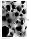 Fig. 06 - Composition and methods for the treatment of peripheral nerve injury