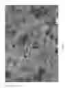 Fig. 07 - Composition and methods for the treatment of peripheral nerve injury