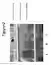 Fig. 03 - Encapsulation of hydrophobic biologically active compounds