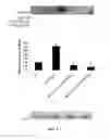 Fig. 05 - Methods of maintaining and improving muscle function