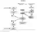 Fig. 02 - Compositions and methods for drug-sensitization or inhibition of a cancer cell