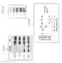 Fig. 32 - Compositions and methods for drug-sensitization or inhibition of a cancer cell
