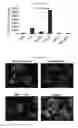 Fig. 44 - Compositions and methods for drug-sensitization or inhibition of a cancer cell