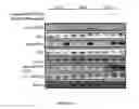 Fig. 14 - Combination of immunotherapies with activators of Tie-2