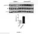 Fig. 16 - Combination of immunotherapies with activators of Tie-2
