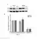 Fig. 08 - METHODS FOR THE TREATMENT OF CANCER