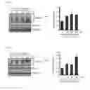 Fig. 04 - Combination therapy for MDS