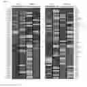 Fig. 20 - Combination therapy for MDS