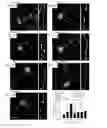 Fig. 08 - Neuronal protection by cerium oxide nanoparticles