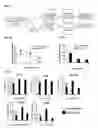 Fig. 02 - Induced dendritic cells and uses thereof