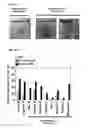 Fig. 07 - Induced dendritic cells and uses thereof