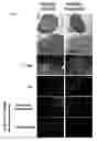 Fig. 08 - Induced dendritic cells and uses thereof