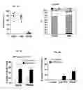 Fig. 10 - Induced dendritic cells and uses thereof