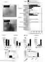 Fig. 16 - Induced dendritic cells and uses thereof