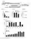 Fig. 23 - Induced dendritic cells and uses thereof