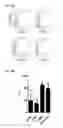 Fig. 24 - Induced dendritic cells and uses thereof