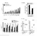 Fig. 29 - Induced dendritic cells and uses thereof