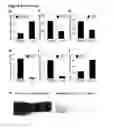 Fig. 20 - Methods and compositions for generating chondrocyte lineage cells and/or cartilage like tissue