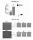 Fig. 13 - Method of isolating cells for therapy and prophylaxis