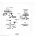 Fig. 02 - METHODS AND COMPOSITIONS FOR TREATING CONDITIONS ASSOCIATED WITH MEMORY LOSS