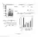 Fig. 09 - Compositions and methods for the treatment of disorders involving epithelial cell apoptosis