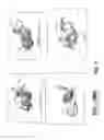 Fig. 09 - EIF4E binding peptides