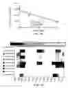 Fig. 09 - PREDICTING AND REDUCING ALLOIMMUNOGENICITY OF PROTEIN THERAPEUTICS