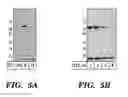 Fig. 05 - Therapeutic acid ceramidase compositions and methods of making and using them