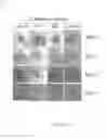 Fig. 13 - Method and apparatus for boosting vaccine efficacy