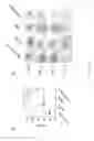 Fig. 23 - Method and apparatus for boosting vaccine efficacy