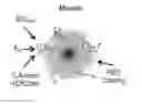Fig. 01 - Nanoparticle drug delivery systems