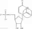 Fig. 91 - Formulation and delivery of modified nucleoside, nucleotide, and nucleic acid compositions